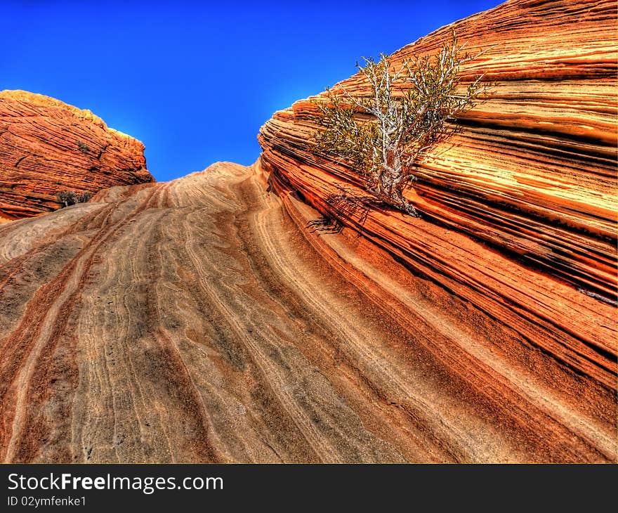 A plant struggling to live between layers of The Wave near Coyote Bluffs in Northern Arizona. Petrified sand dunes eroded by wind. HDR