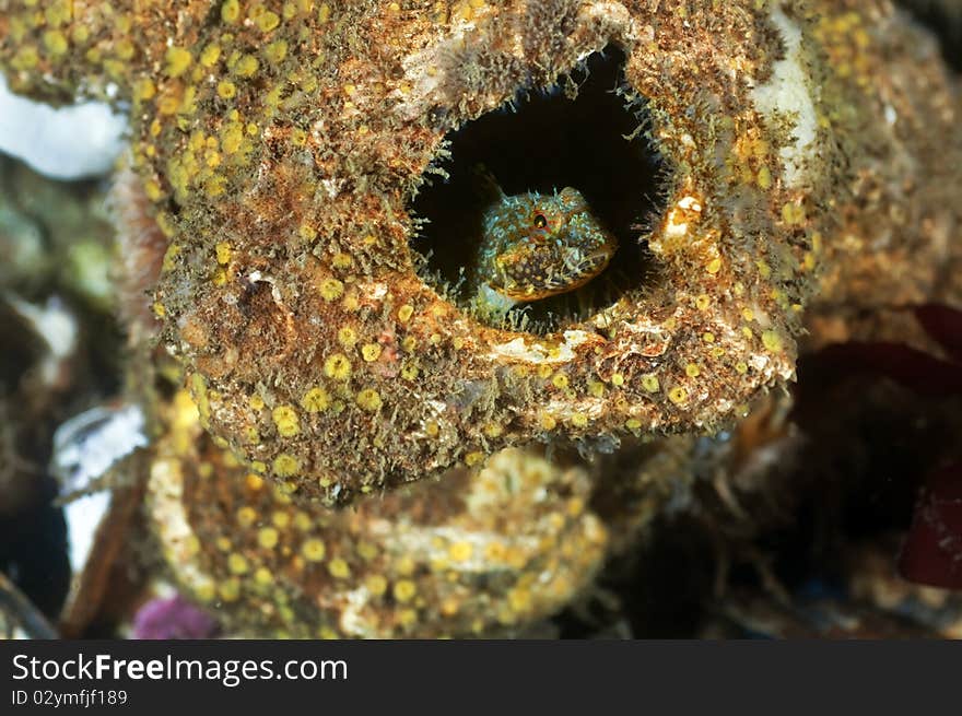 A tiny colorful sculipn peeks out from it's den that was once a acorn barnacle. A tiny colorful sculipn peeks out from it's den that was once a acorn barnacle.