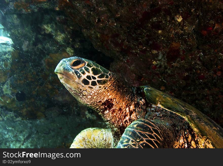 A close up  of a green sea turtle near 5 Graves in Hawaii