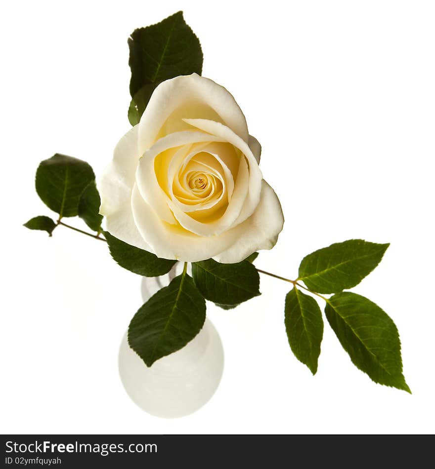 Beautiful white roses in a round white vase, photographed from above, on a white background. Beautiful white roses in a round white vase, photographed from above, on a white background