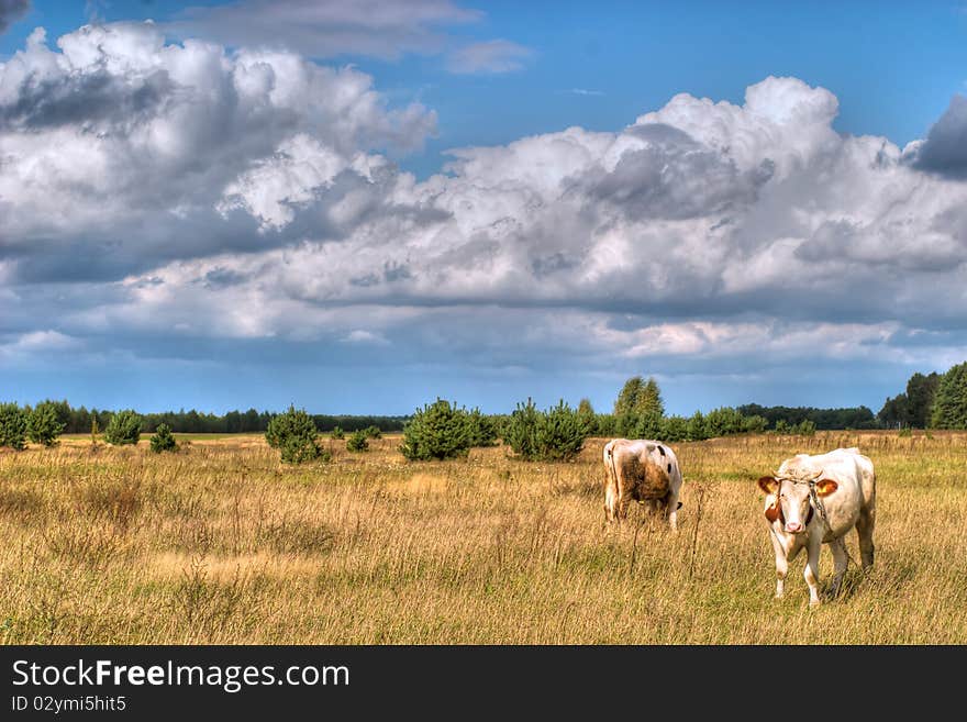 The young farm cow stands on field, (animals series)