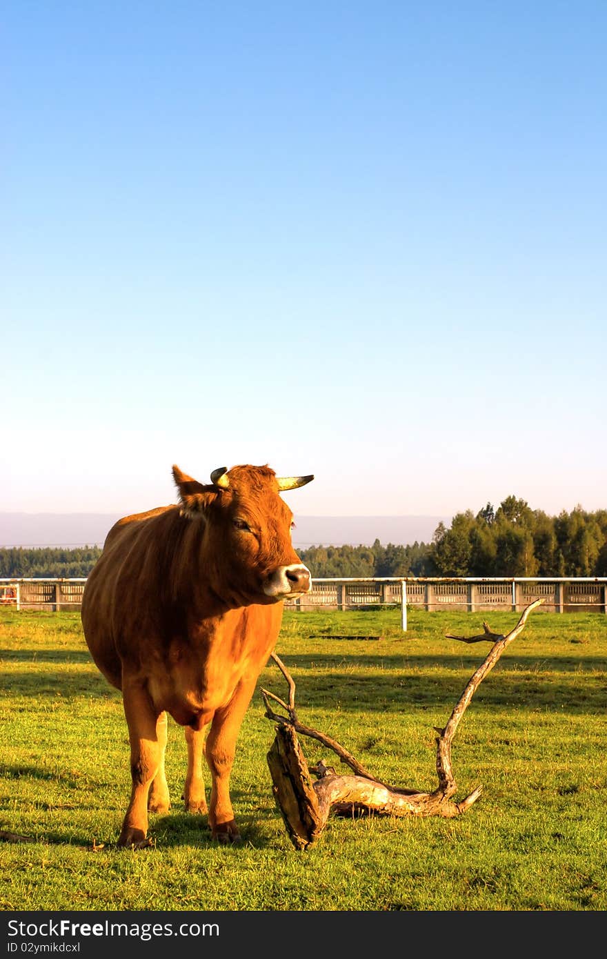 The young farm cow stands on field, (animals series)