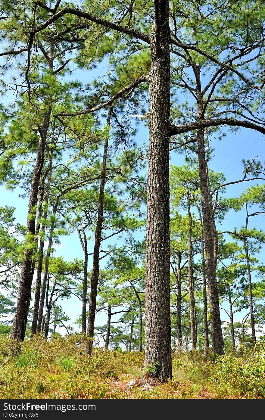 Pine tree field