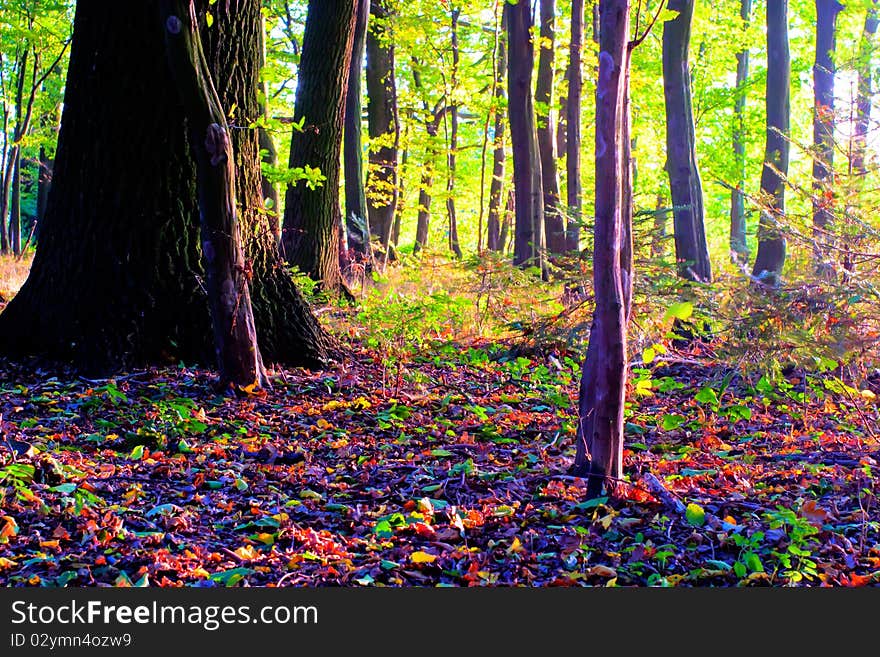 Sunlight in the green end yelow forest, autumn time