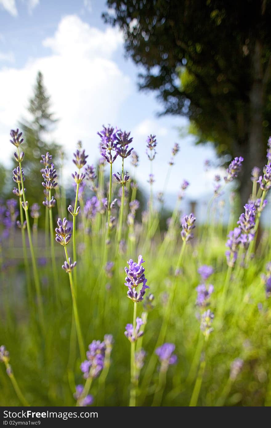 Foreground of lavender flowers, focus falloff with background of trees and clouds