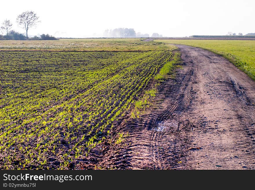 Plants for natural background on agricultural field