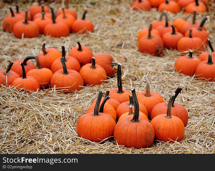 Small piles of pumpkins in hay