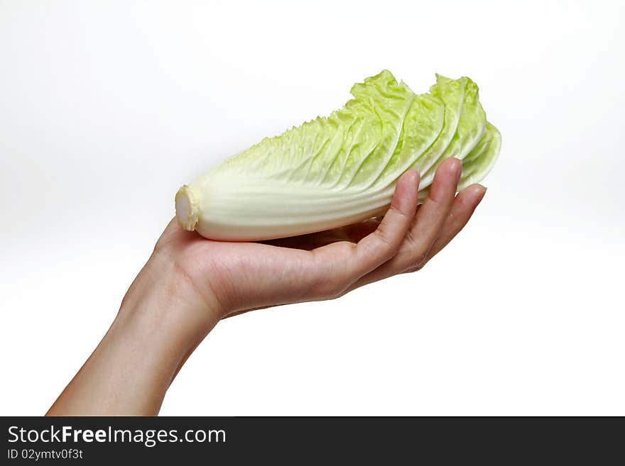 Chinese Cabbage