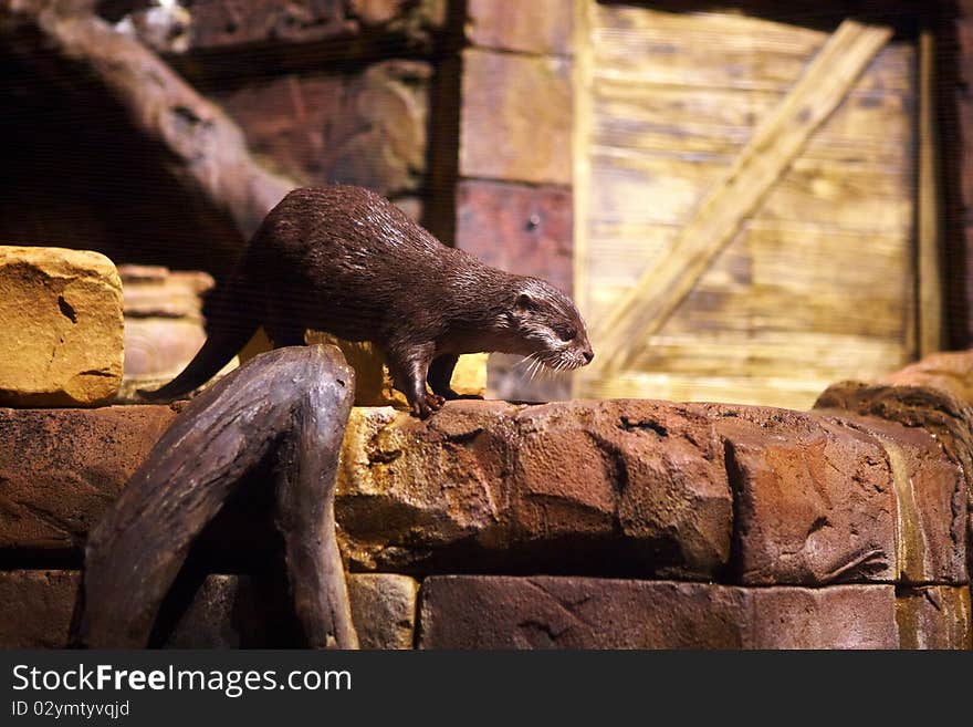 Otter in Atlanta aquarium