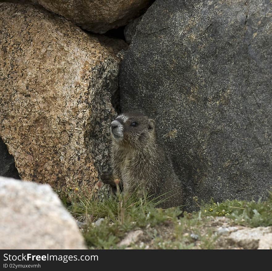 Marmot