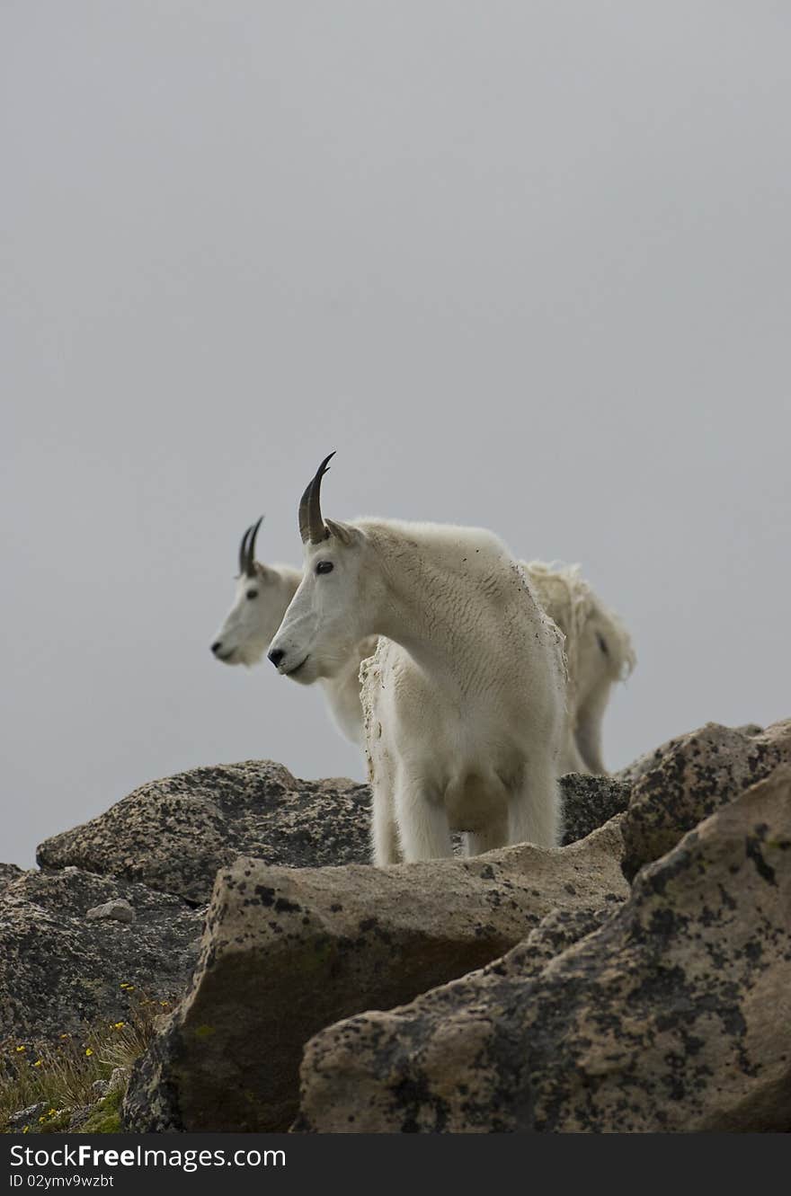 Profile of adult mountain goats in their natural environment. Profile of adult mountain goats in their natural environment.