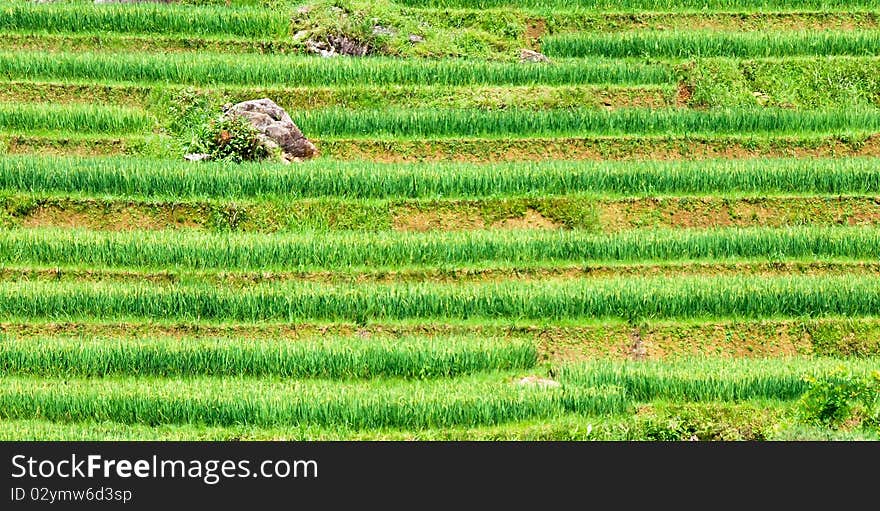 Rice fields in Vietnam