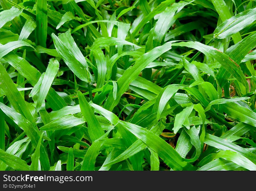 Close Up Green Grass