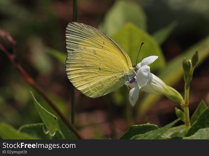 Butterfly on Flower