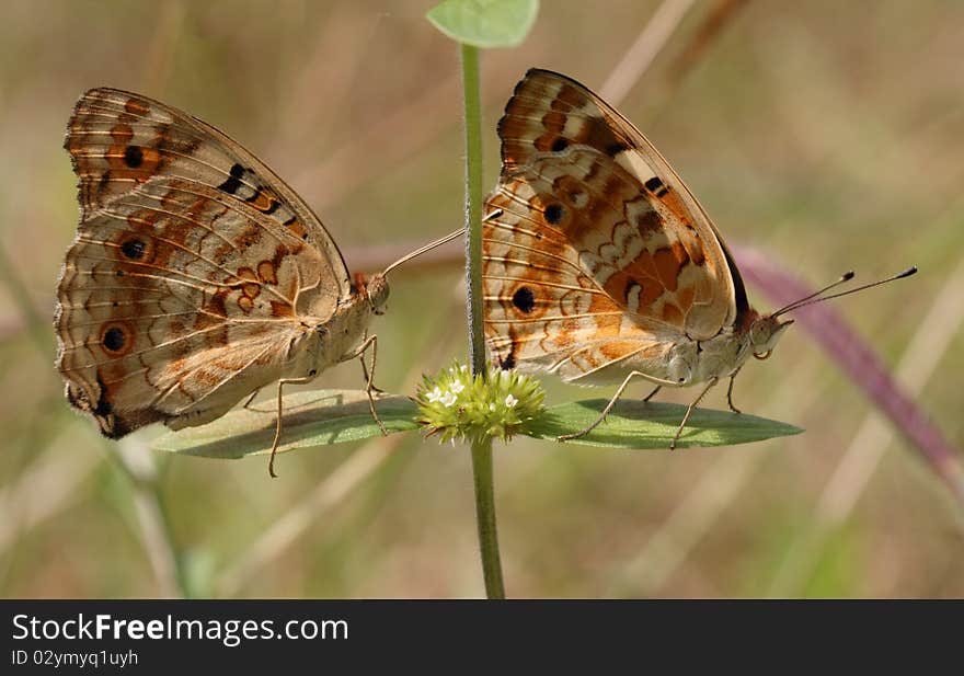 Row Of Butterflies