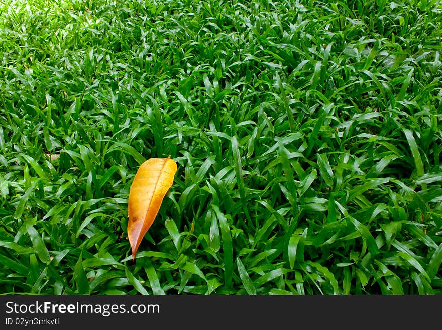 Dry leaf on green grass