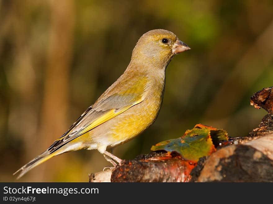 Greenfinch