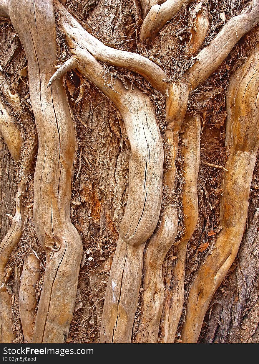 A close-up of the trunk of the old