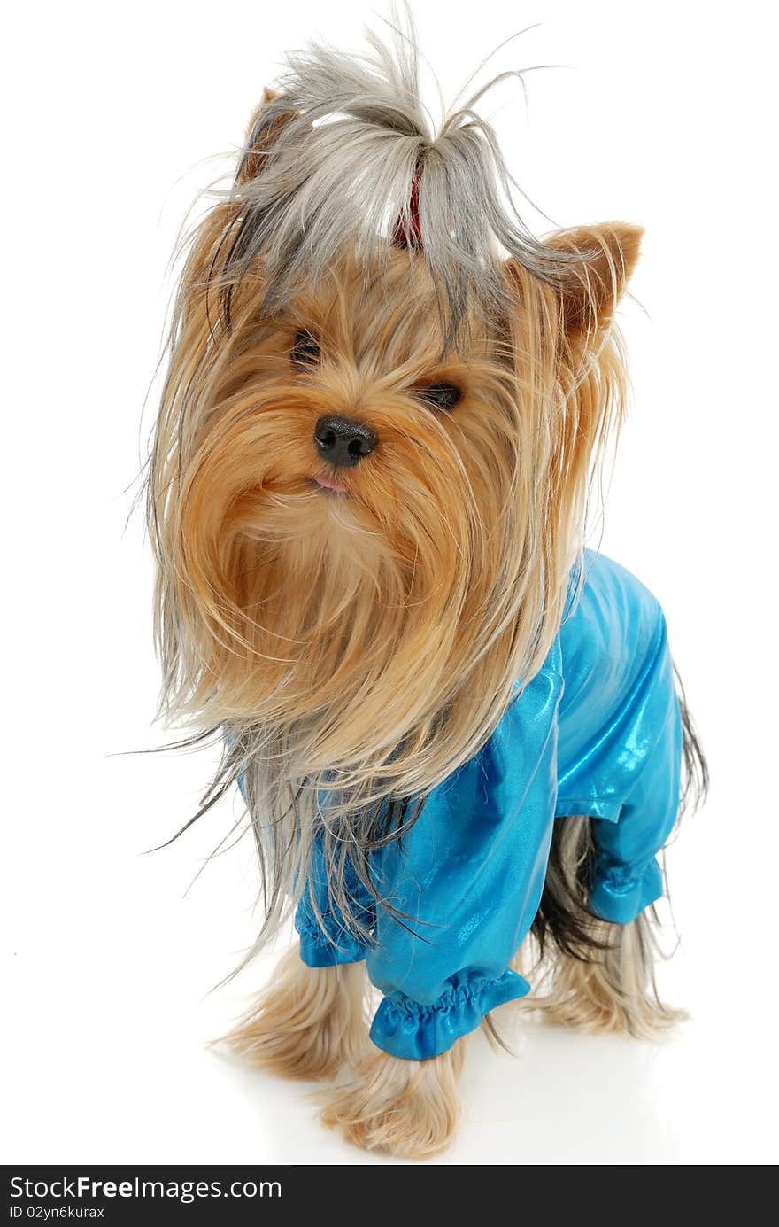 Yorkshire Terrier dog in front of a white background