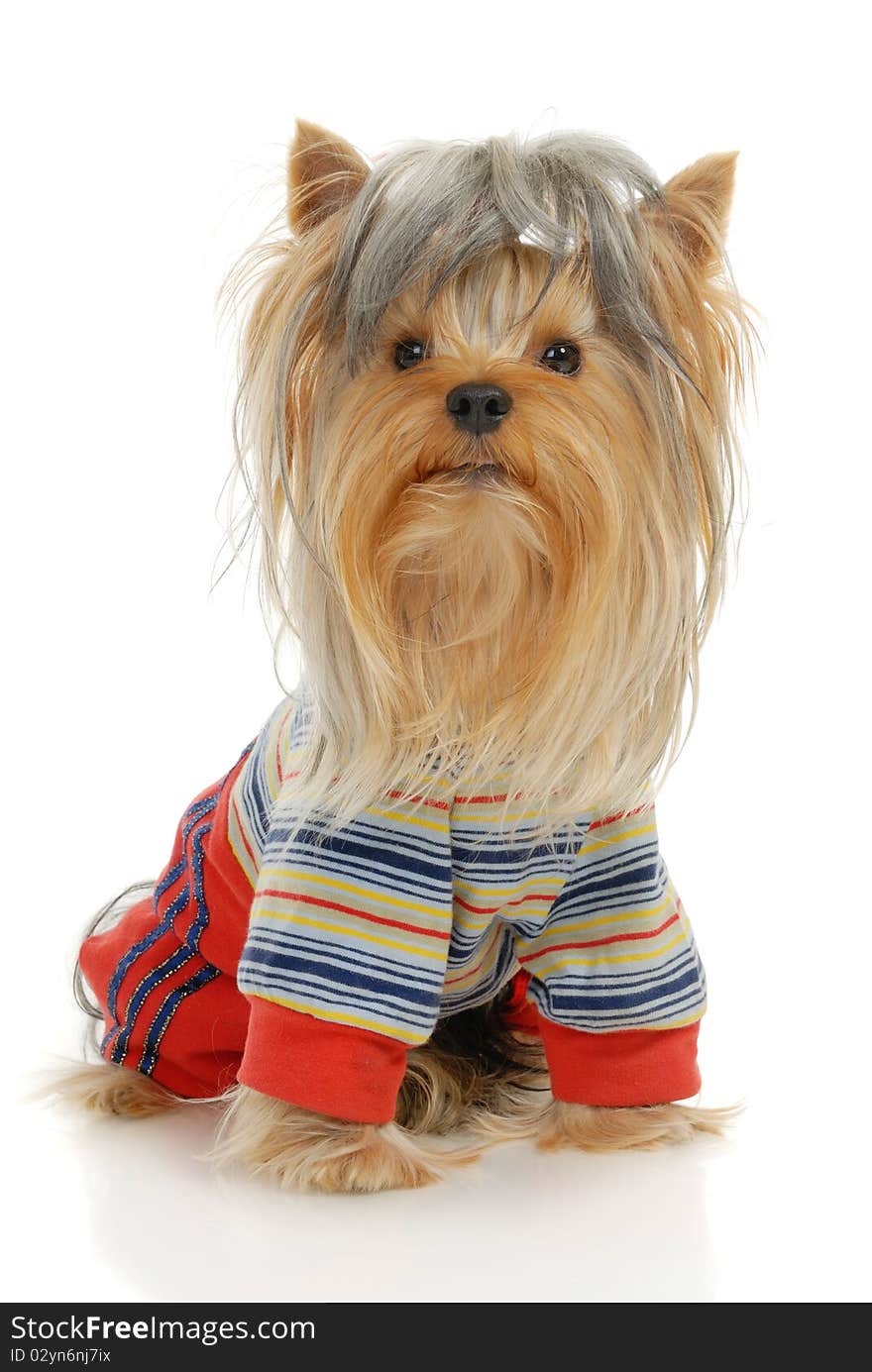 Yorkshire Terrier dog in front of a white background