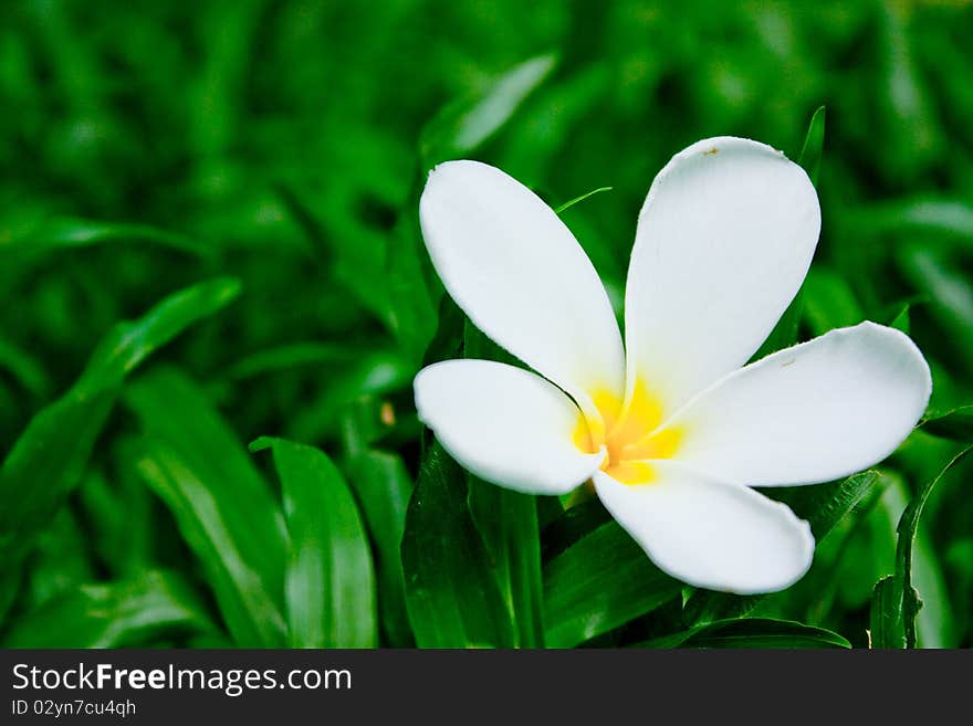 Flower On Grass