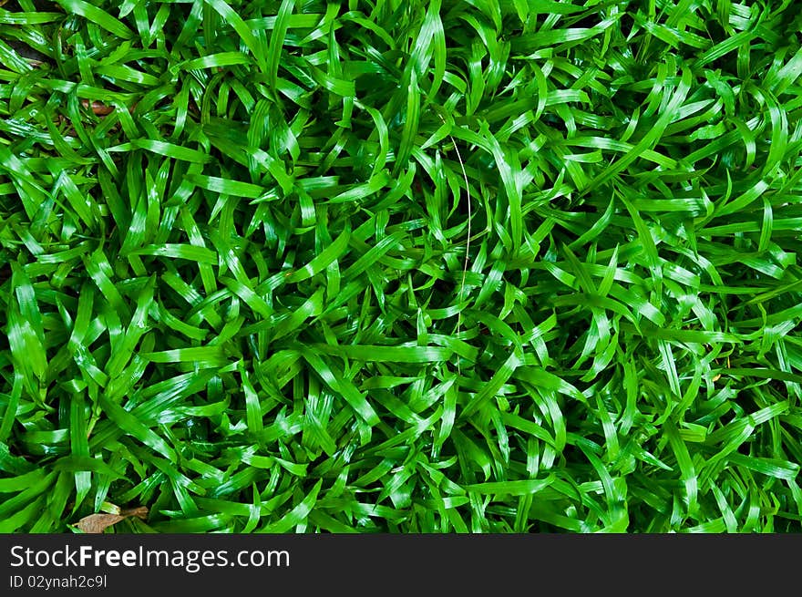 Green Grass