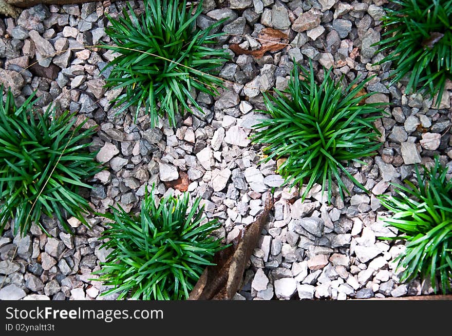 Stone And Green Grass