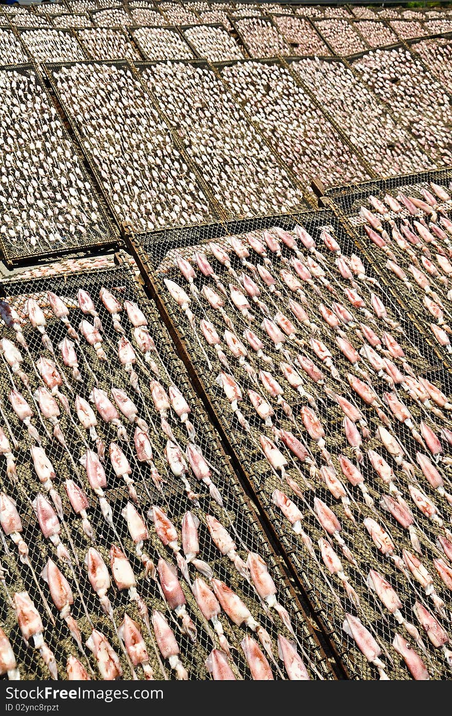 Squid drying in the sun, chonburi, thailand