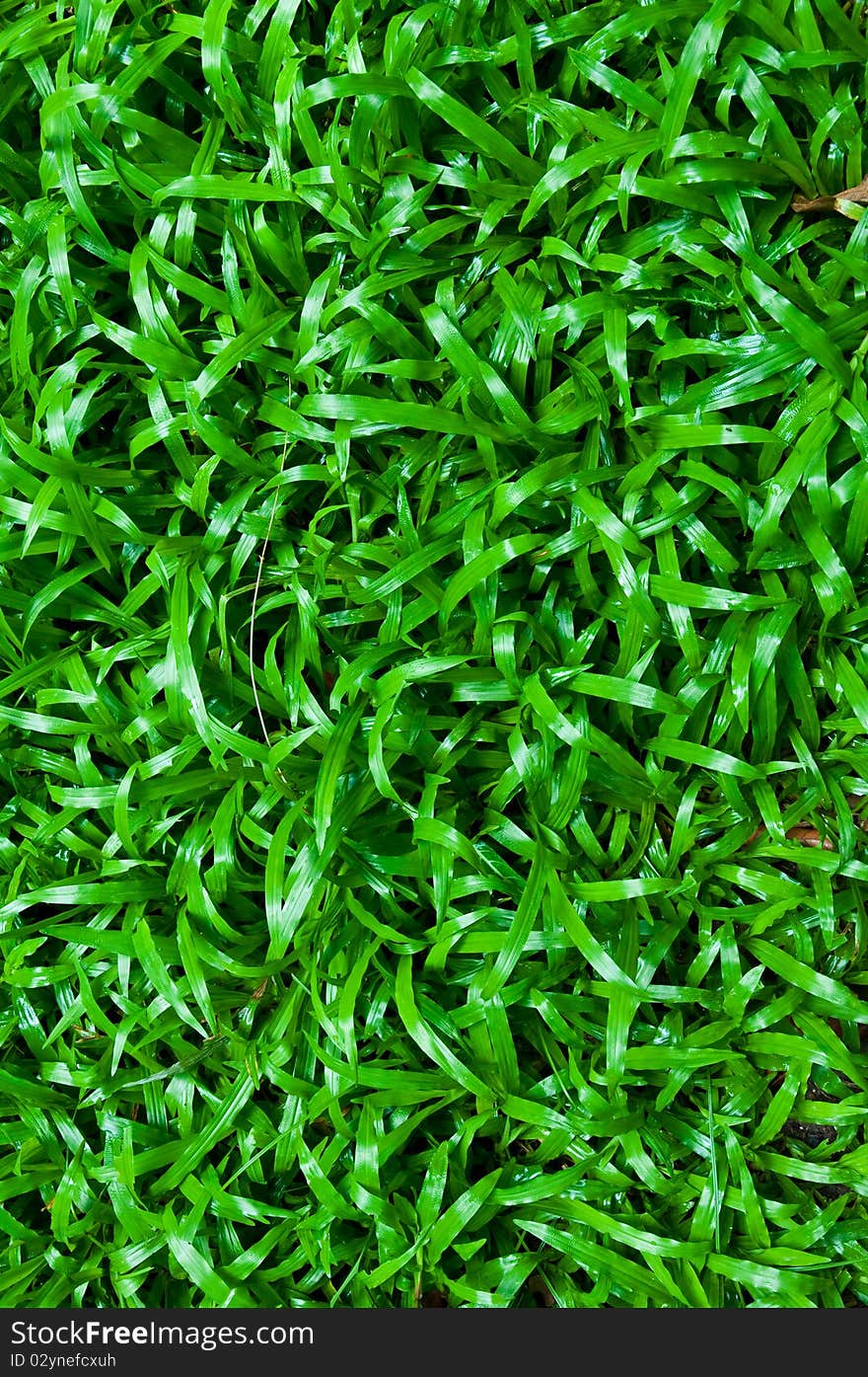 Green grass