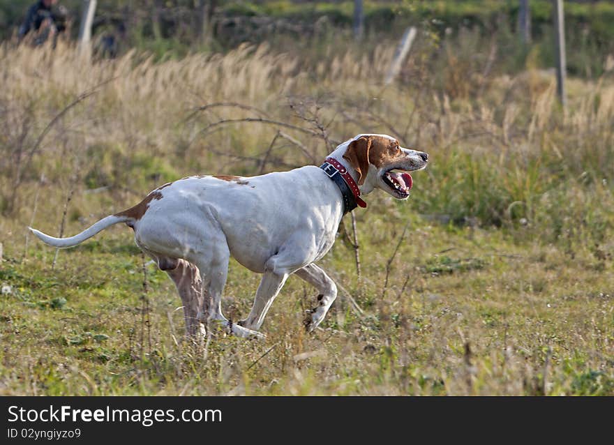 German Shorthaired Pointer on running