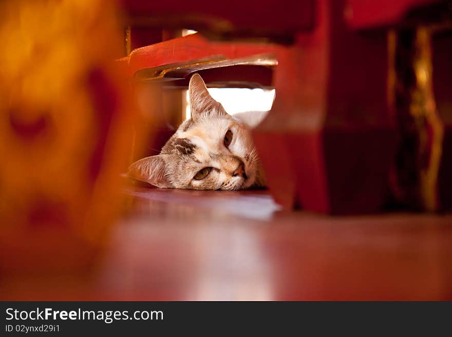 Sleepy cat under the table