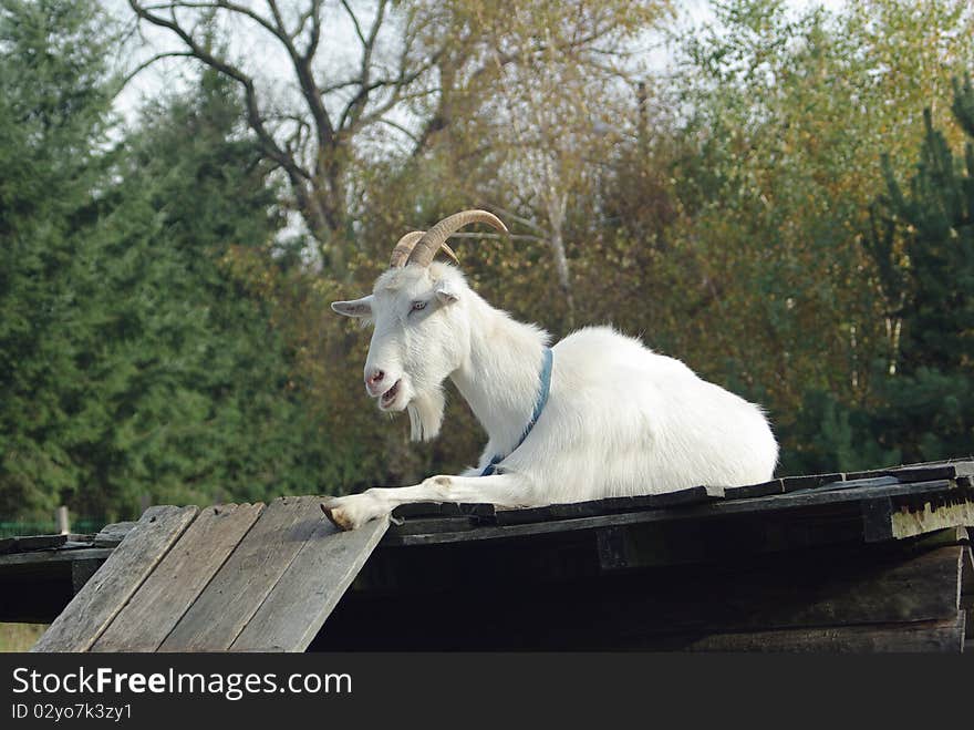 White goat on background of forest