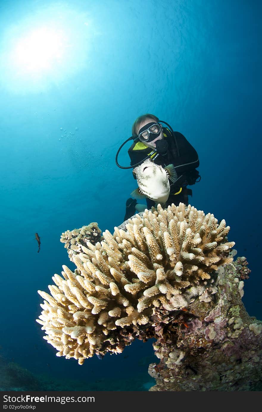 Male scuba diver observing a Whitespotted pufferfish (Arothron hispidus). Ras Ghozlani, Sharm el Sheikh, Red Sea, Egypt. Male scuba diver observing a Whitespotted pufferfish (Arothron hispidus). Ras Ghozlani, Sharm el Sheikh, Red Sea, Egypt.