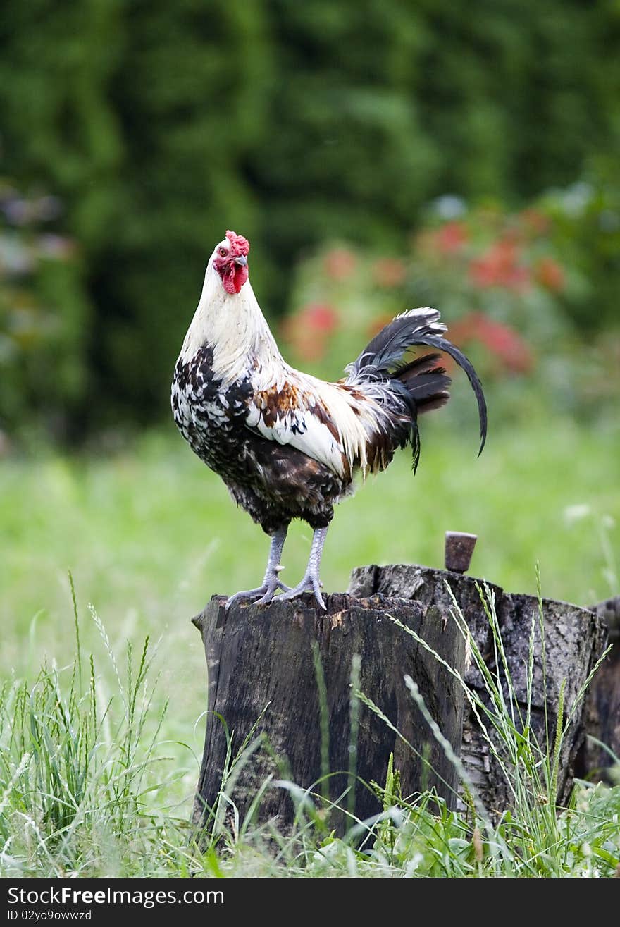 Rooster standing on the trunk and the sounds issuing