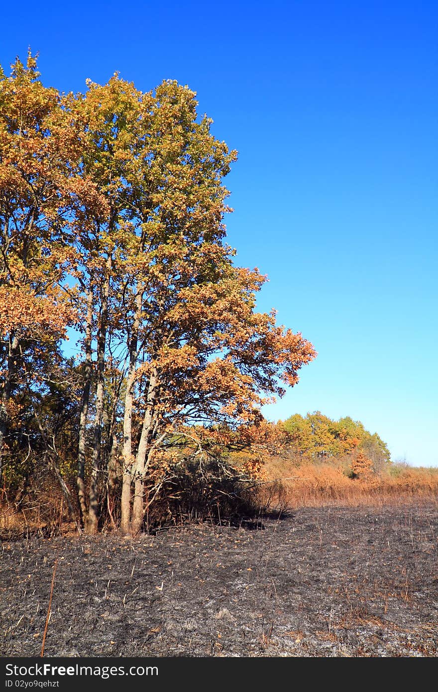 Fire autumn wood after fire