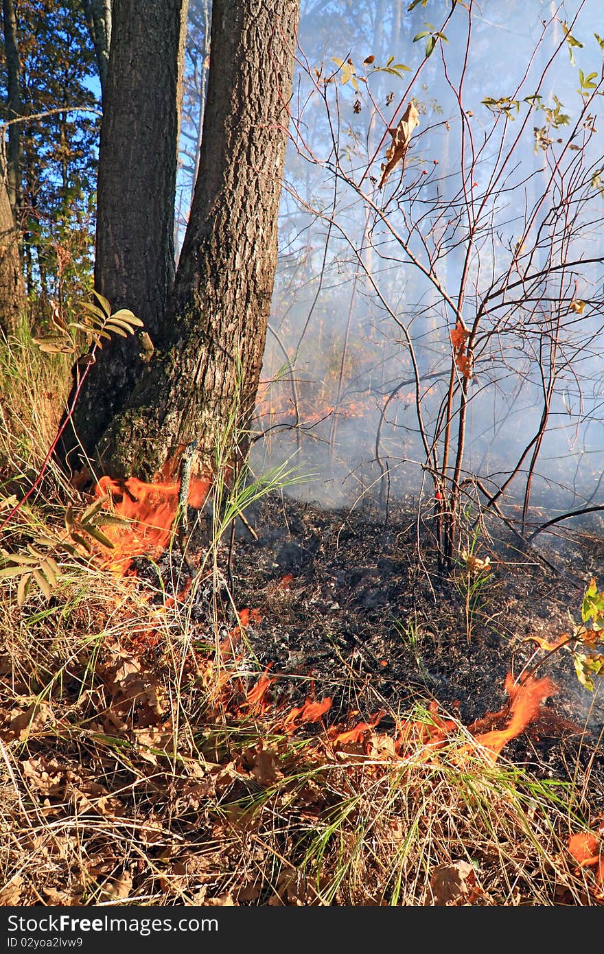 Red fire in autumn wood. Red fire in autumn wood