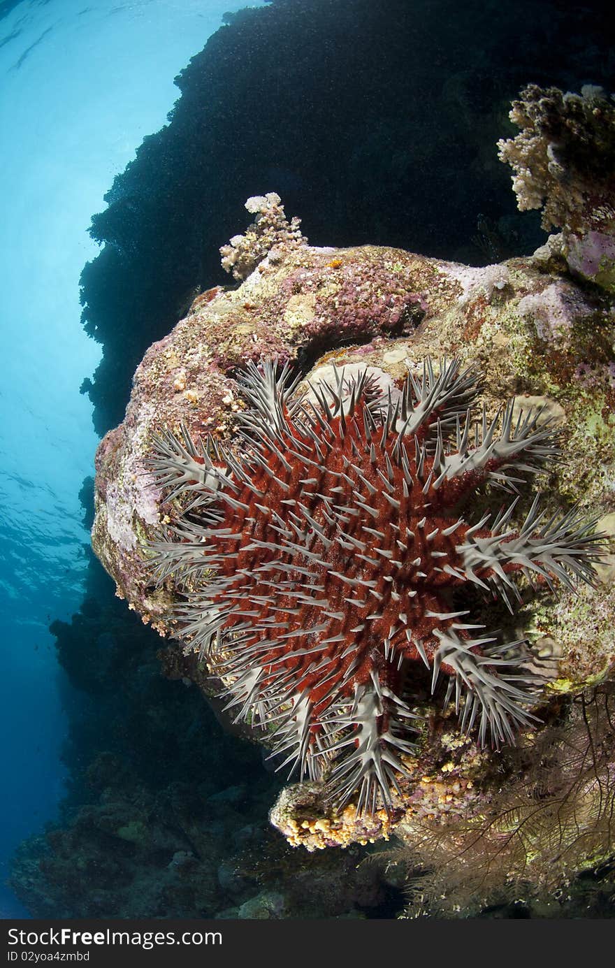 A Crown-of-thorns Starfish, Damaging To Coral Reef