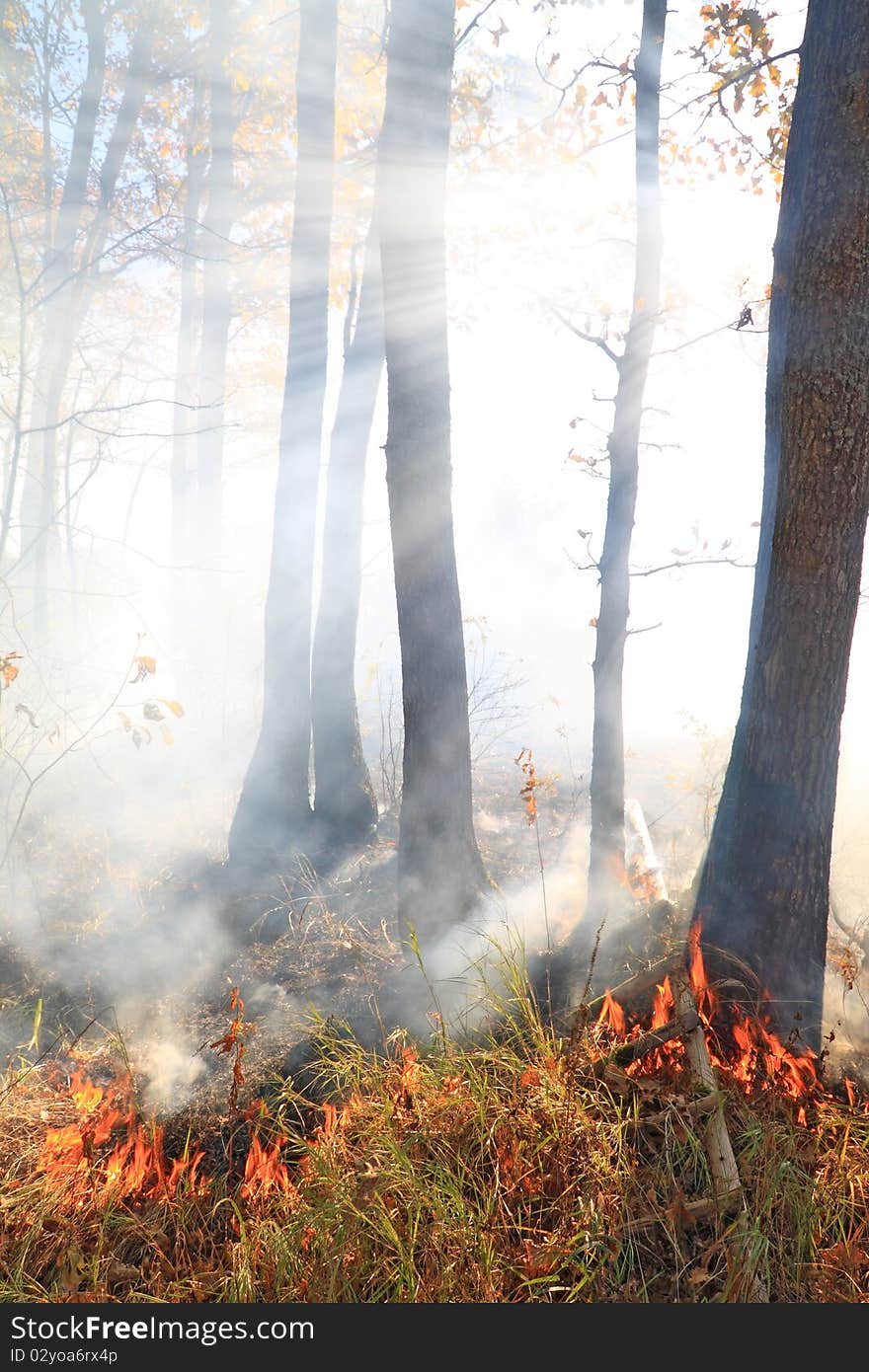 Red fire in autumn wood. Red fire in autumn wood