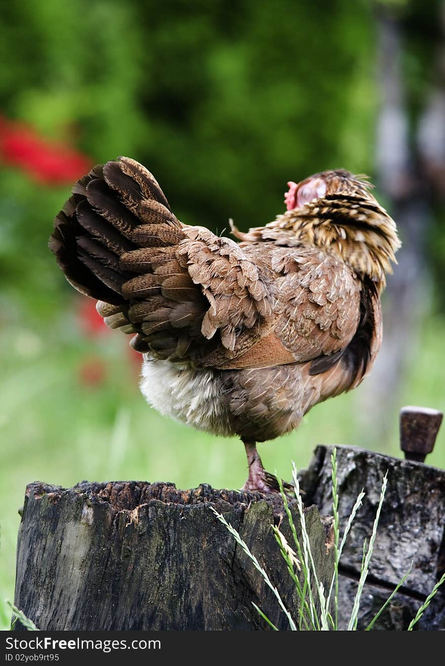 Rooster standing on the trunk and the sounds issuing