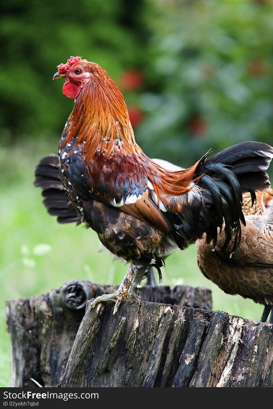 Rooster standing on the trunk and the sounds issuing