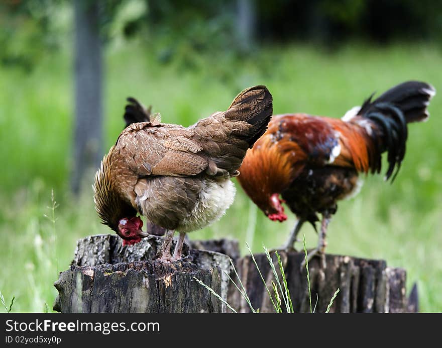 Pasture raised chickens search for food on the ground at a farm. Pasture raised chickens search for food on the ground at a farm