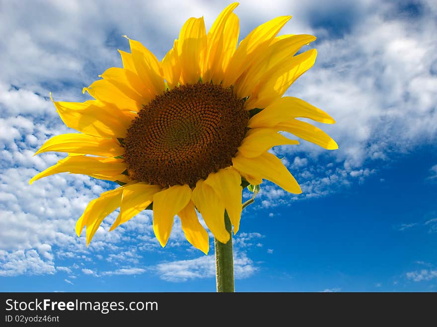 Sunflower and blue sky