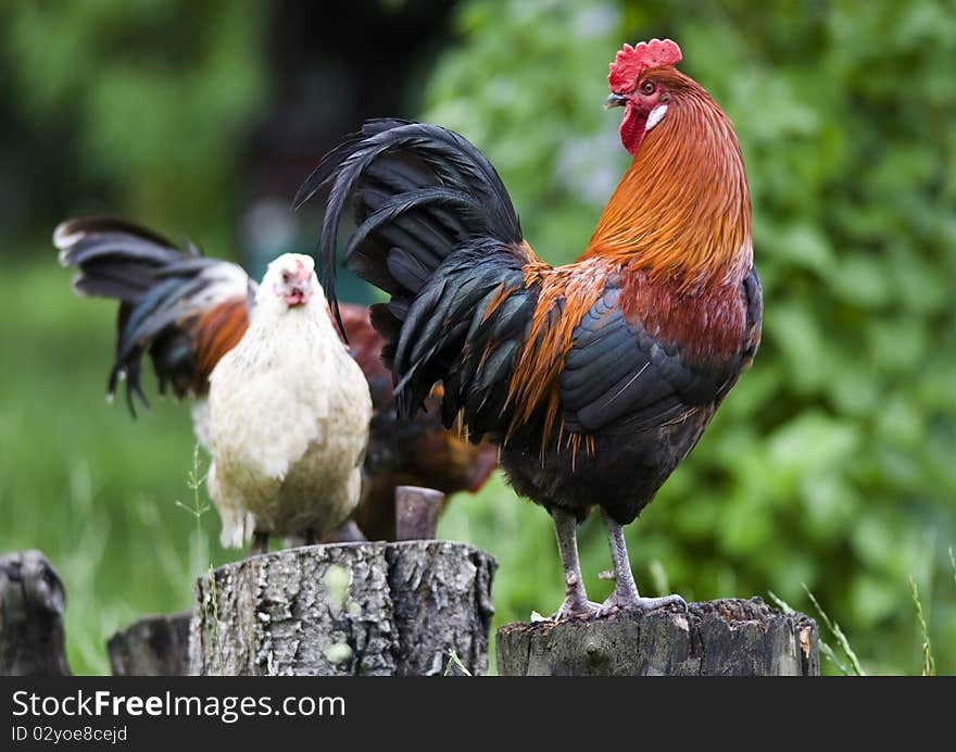 Rooster on trunk