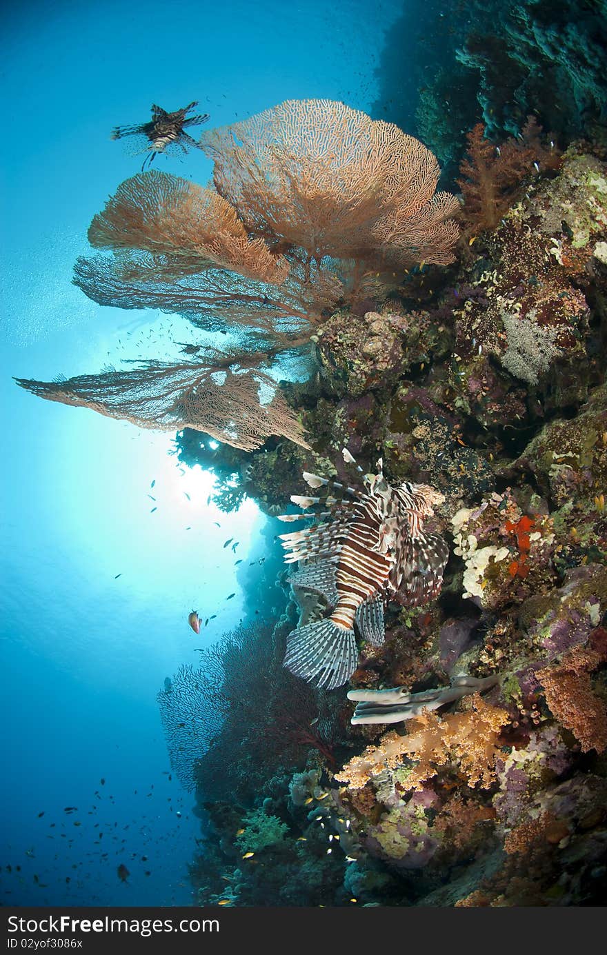 Pristine Giant sea fan with tropical Common Lionfish (Pterois miles). Gordon reef, Straits of Tiran, Red Sea, Egypt. Pristine Giant sea fan with tropical Common Lionfish (Pterois miles). Gordon reef, Straits of Tiran, Red Sea, Egypt.