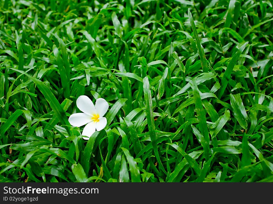 Flower on Grass