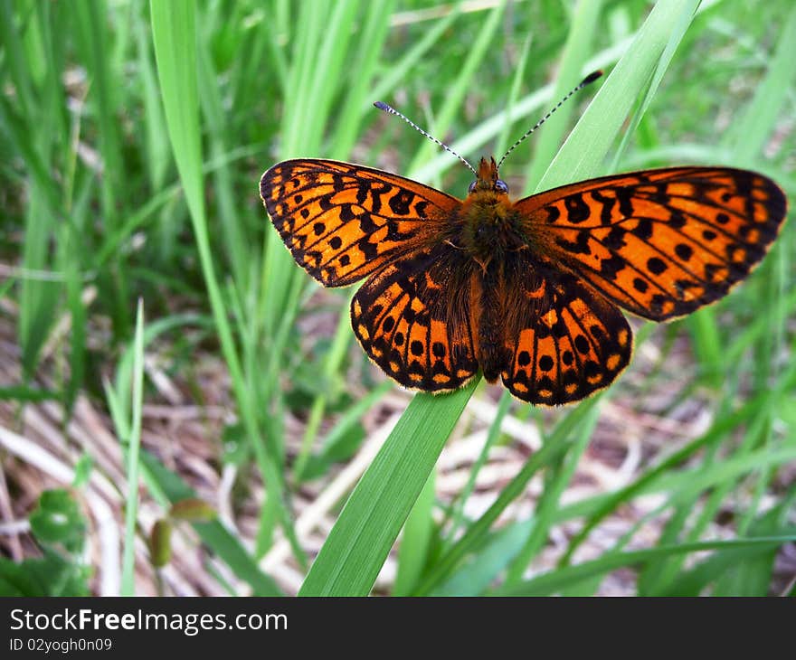 Butterfly (Argunnis Adippe L.)