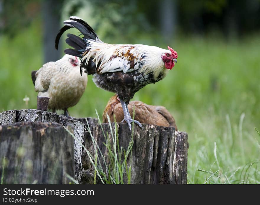 Pasture raised chickens search for food on the ground at a farm. Pasture raised chickens search for food on the ground at a farm