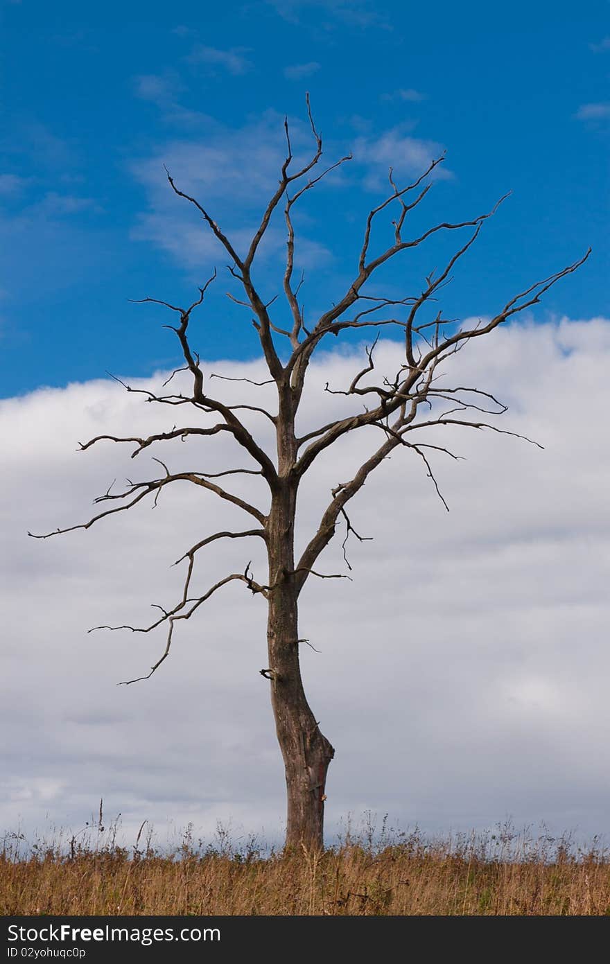 Dead autumn tree in the middle of the meadow