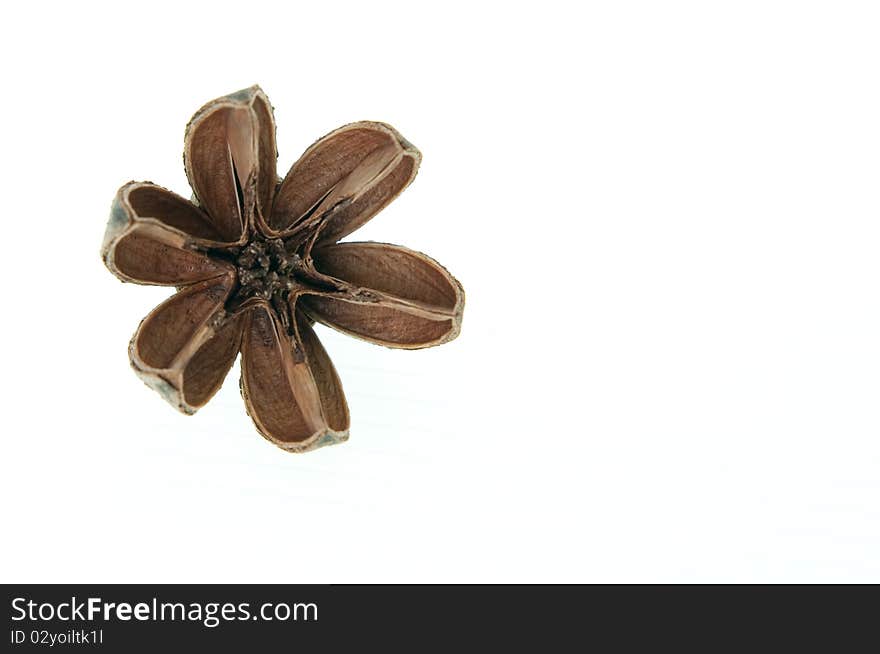 Dried flower