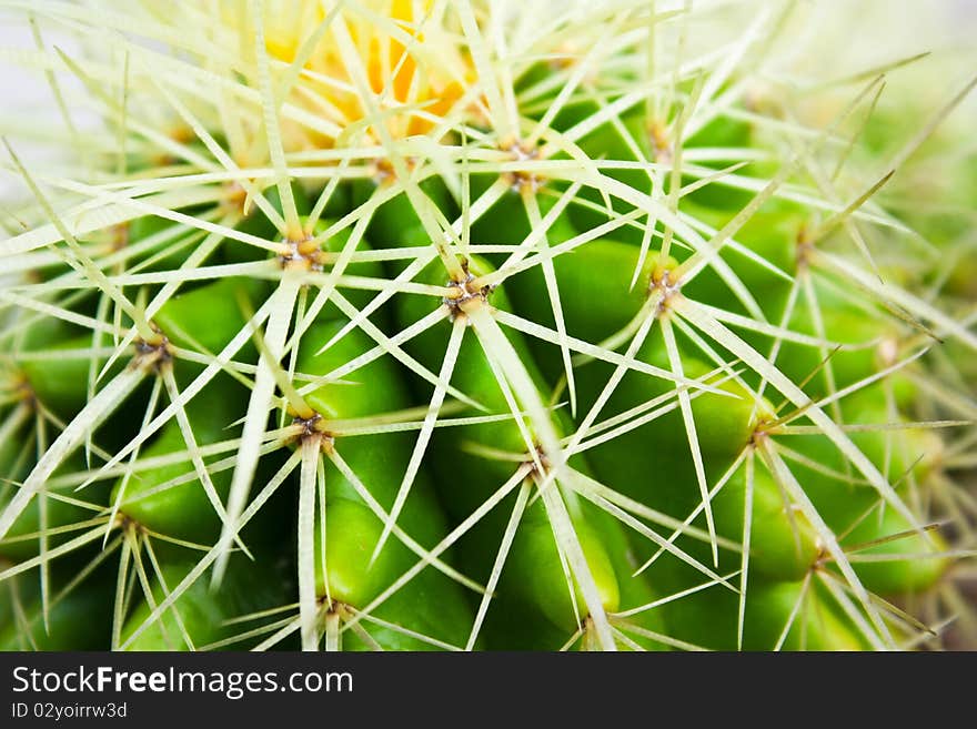 Green cactus in the garden